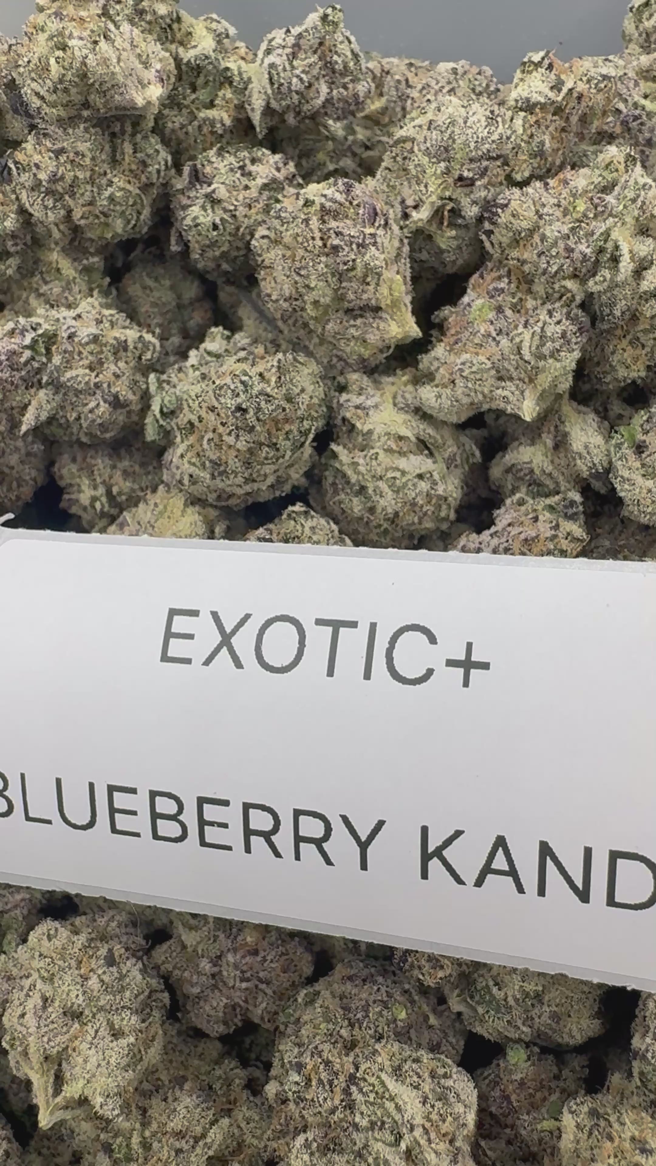 EXOTIC FLOWERS