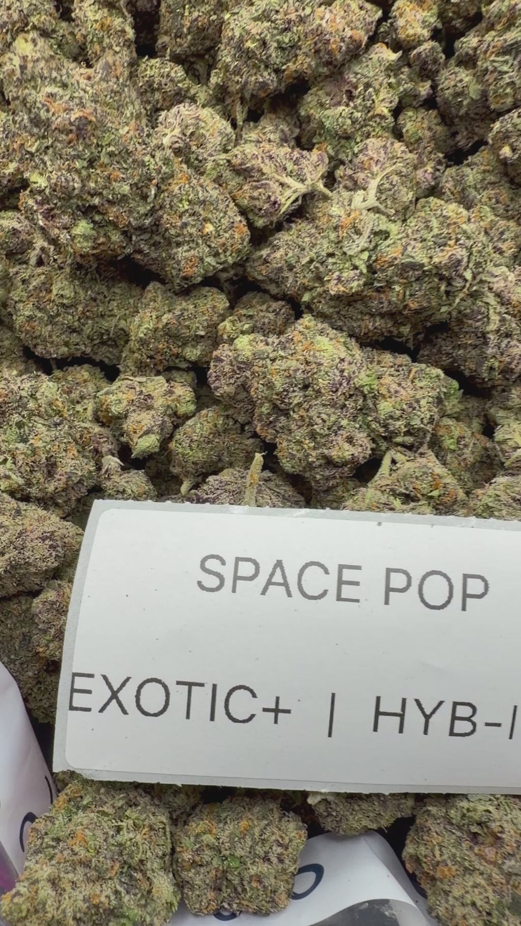 TOP SHELF EXOTICS