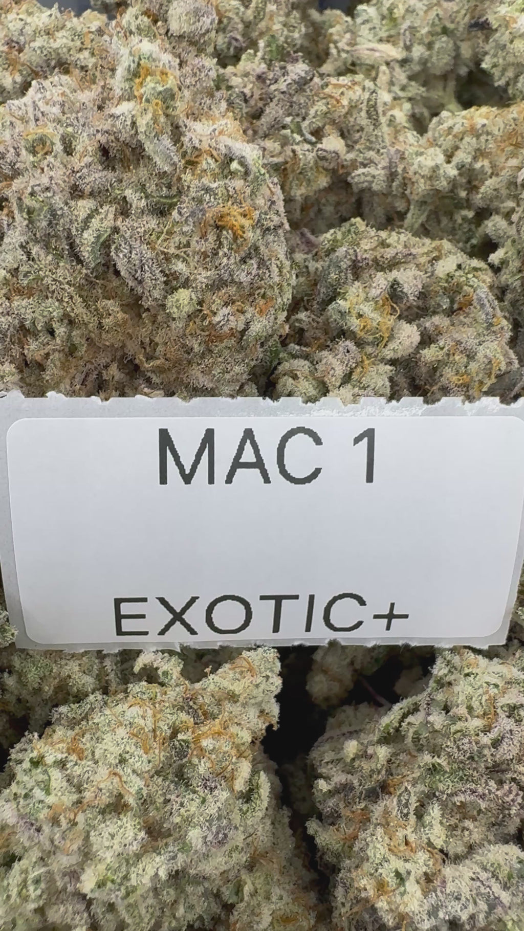 TOP SHELF EXOTICS