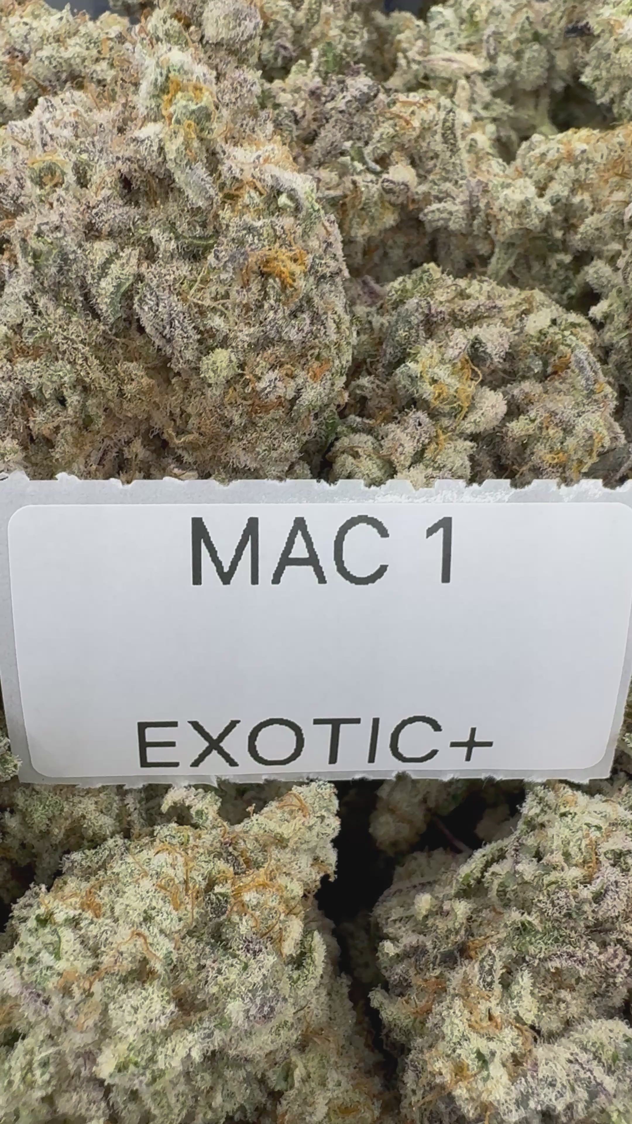 TOP SHELF EXOTICS