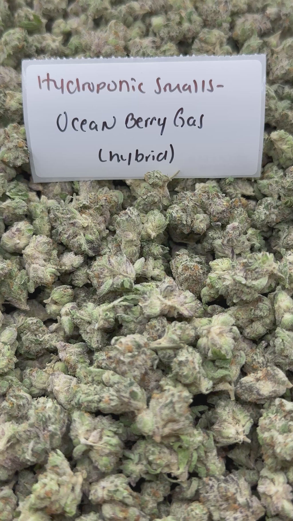 *SALE* SMALLS AND MEDIUMS (NO CODE NEEDED)