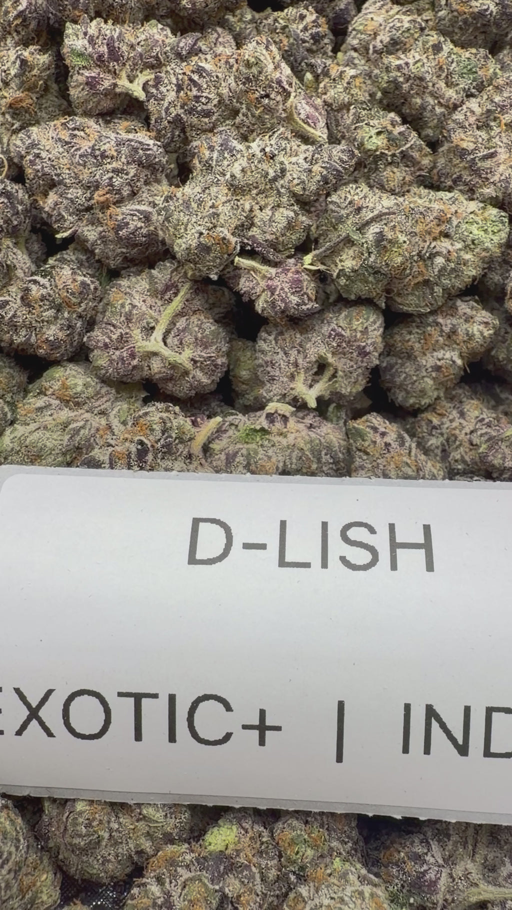 TOP SHELF EXOTICS
