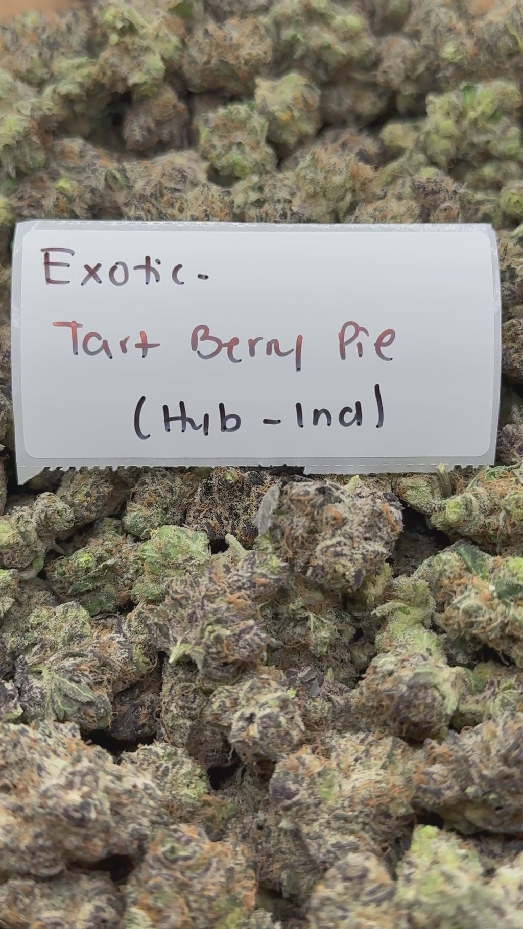 TOP SHELF EXOTICS