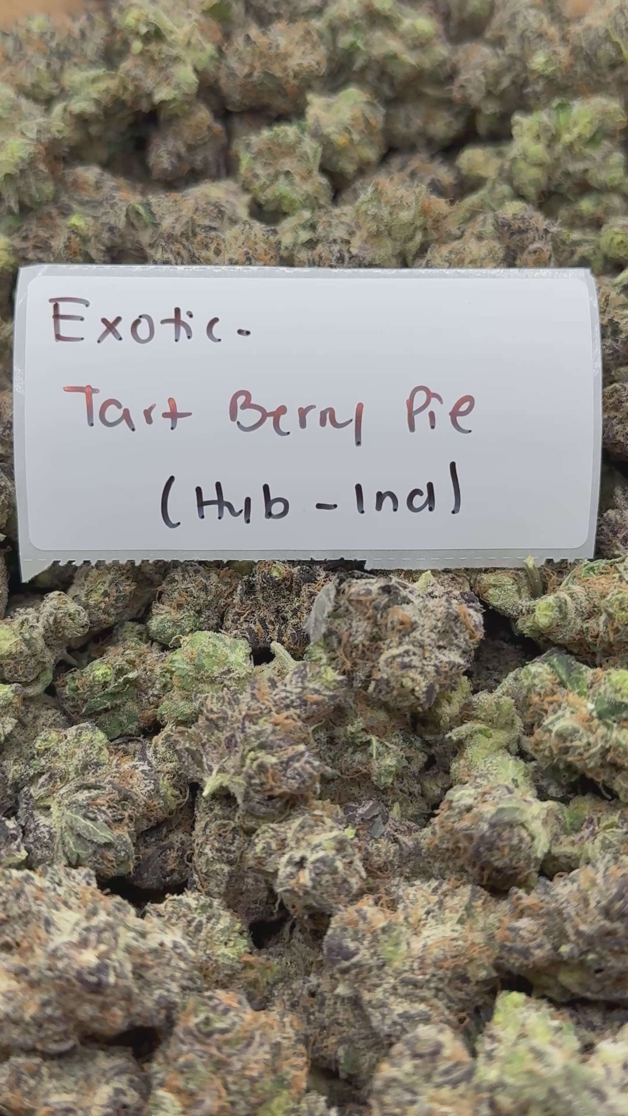 TOP SHELF EXOTICS