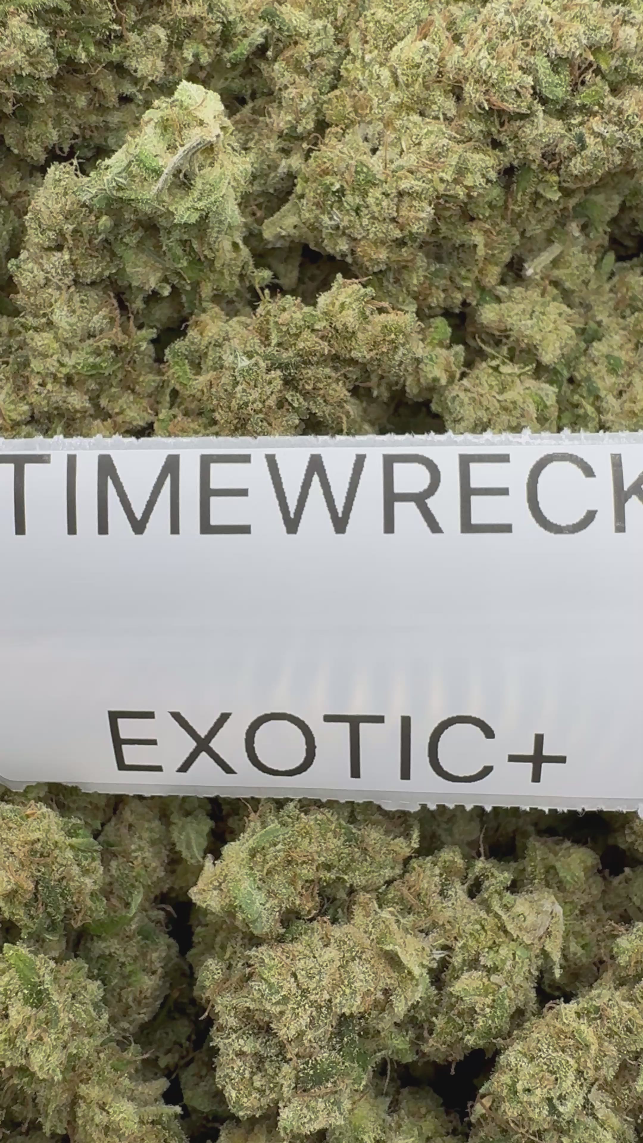 TOP SHELF EXOTICS