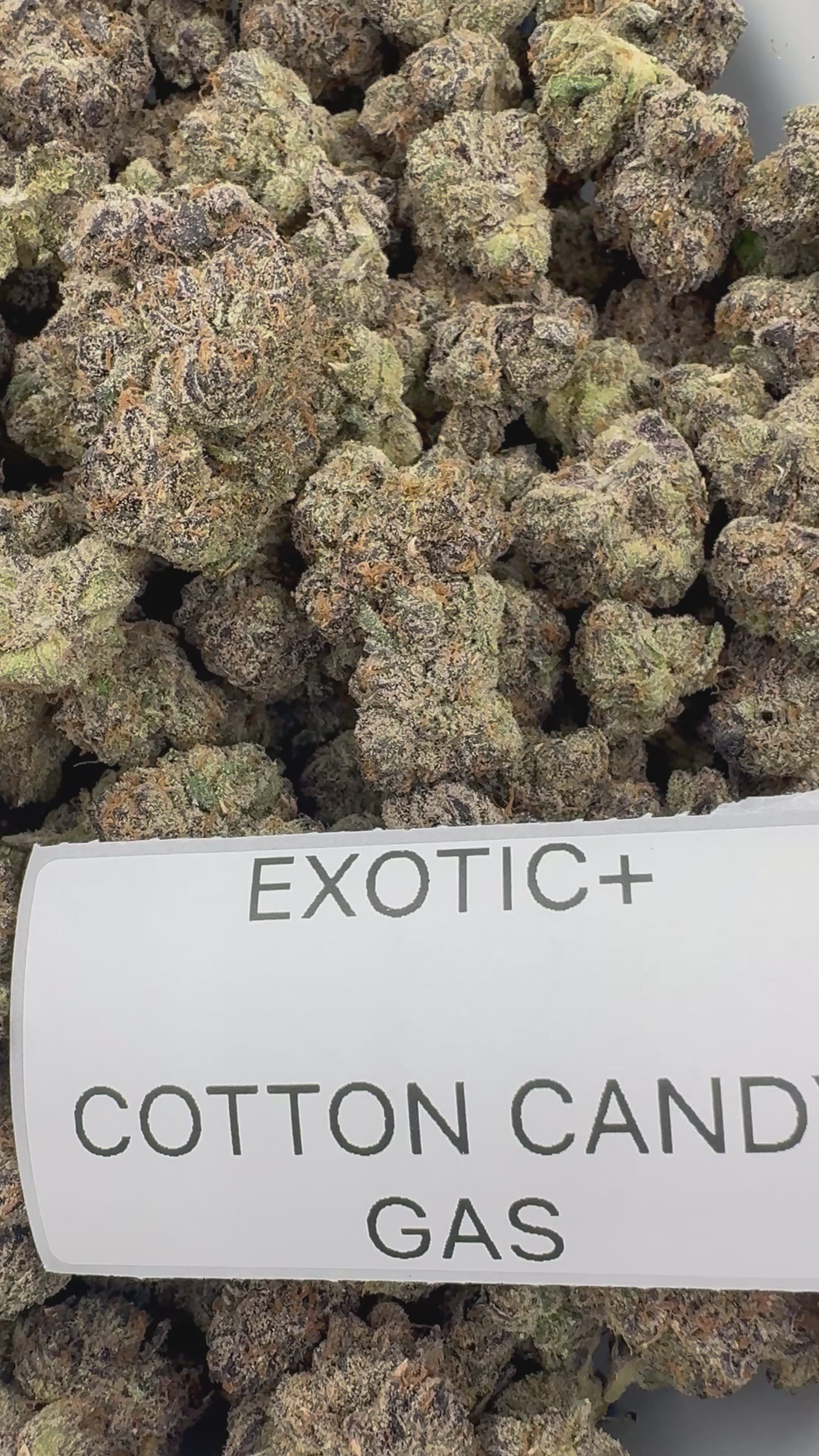 EXOTIC FLOWERS
