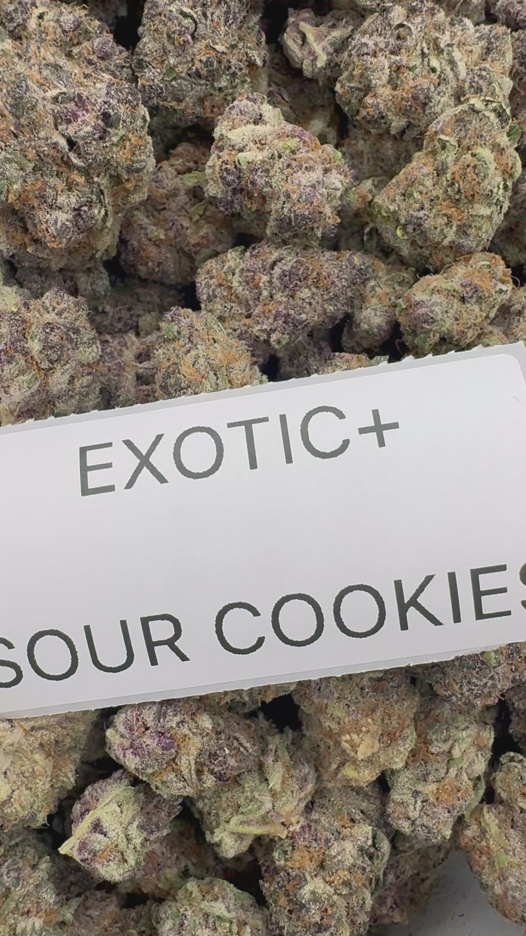 TOP SHELF EXOTICS