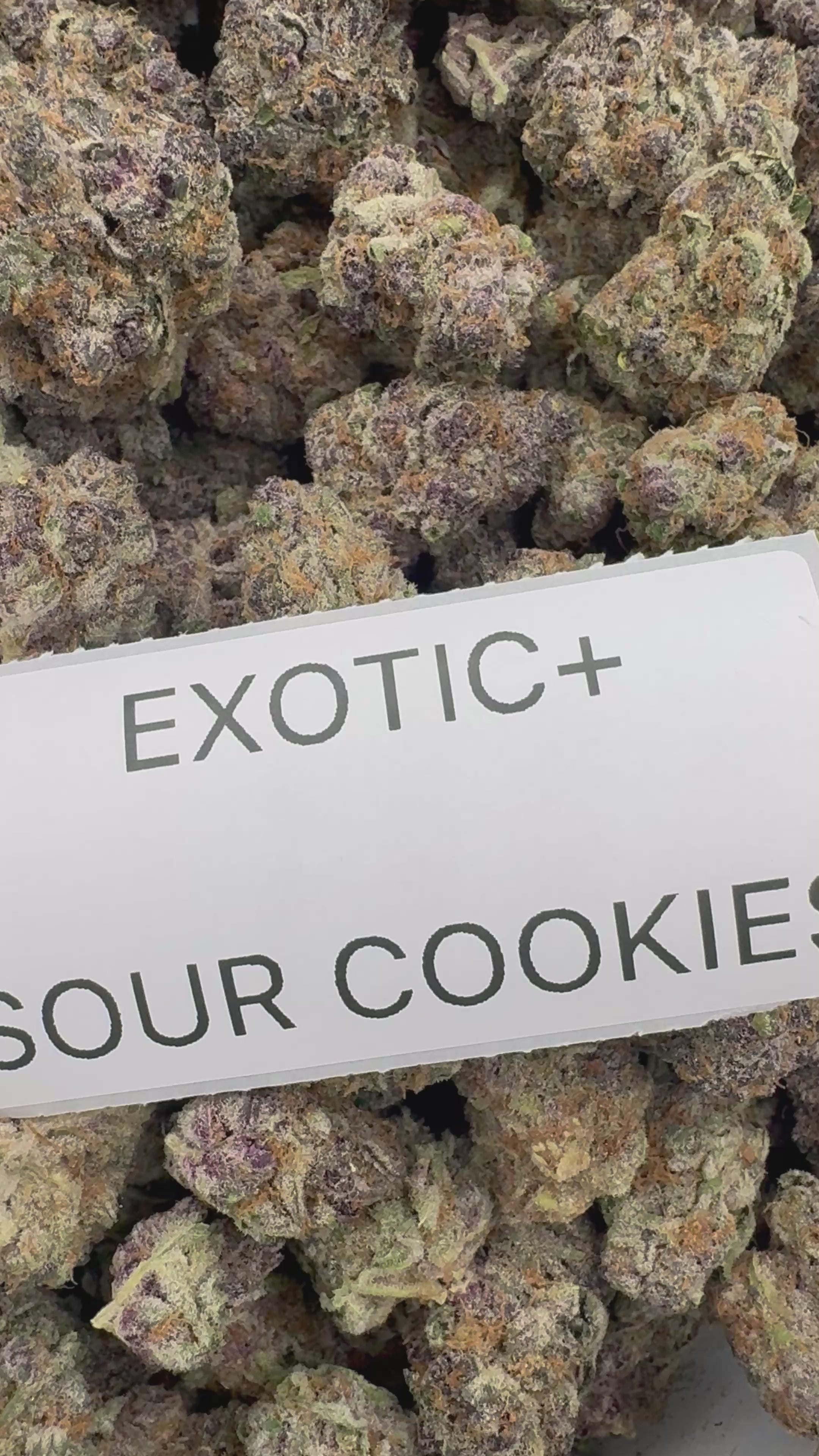 EXOTIC FLOWERS