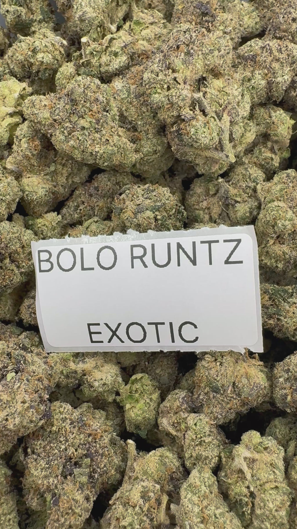 TOP SHELF EXOTICS