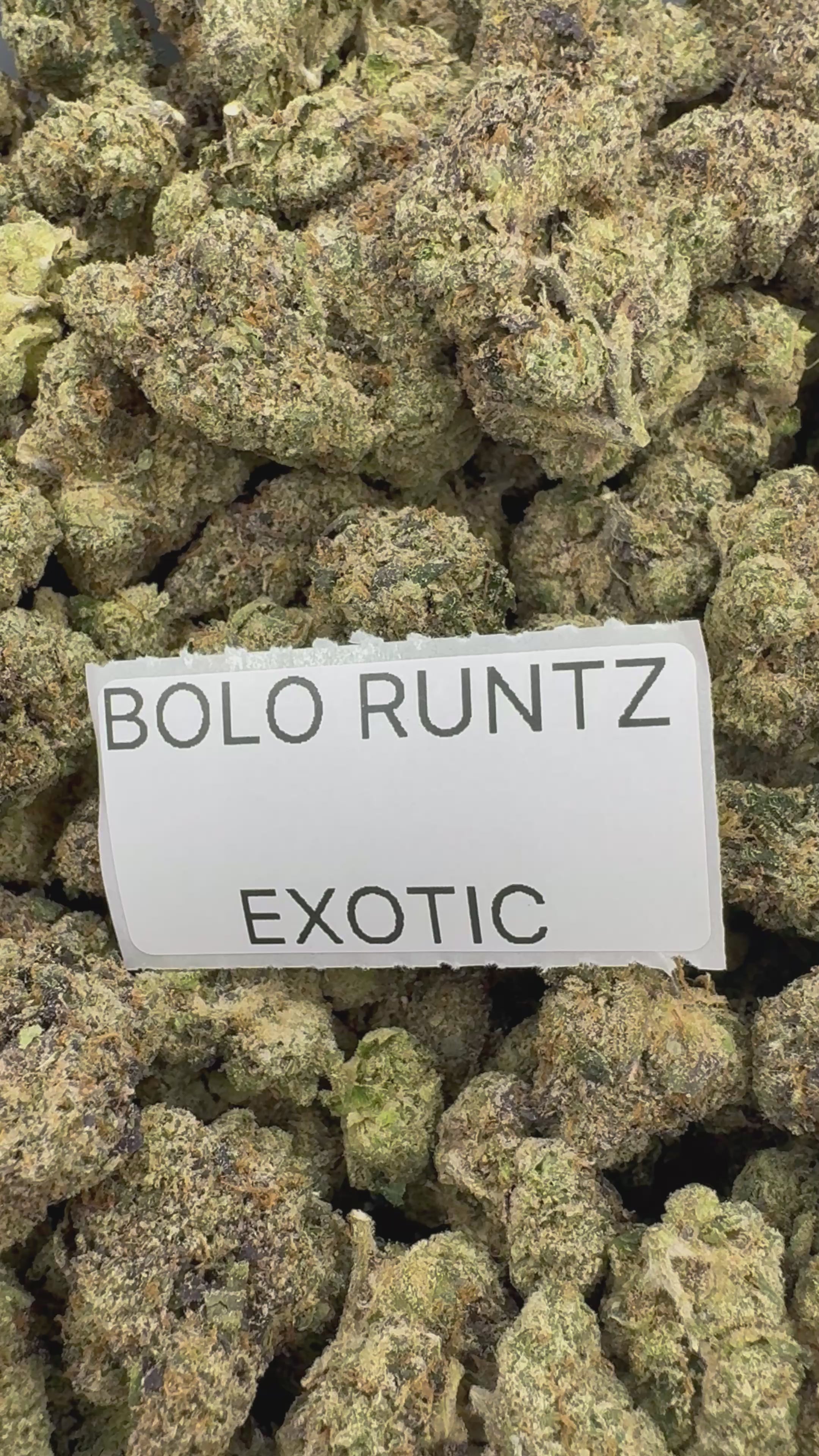 TOP SHELF EXOTICS