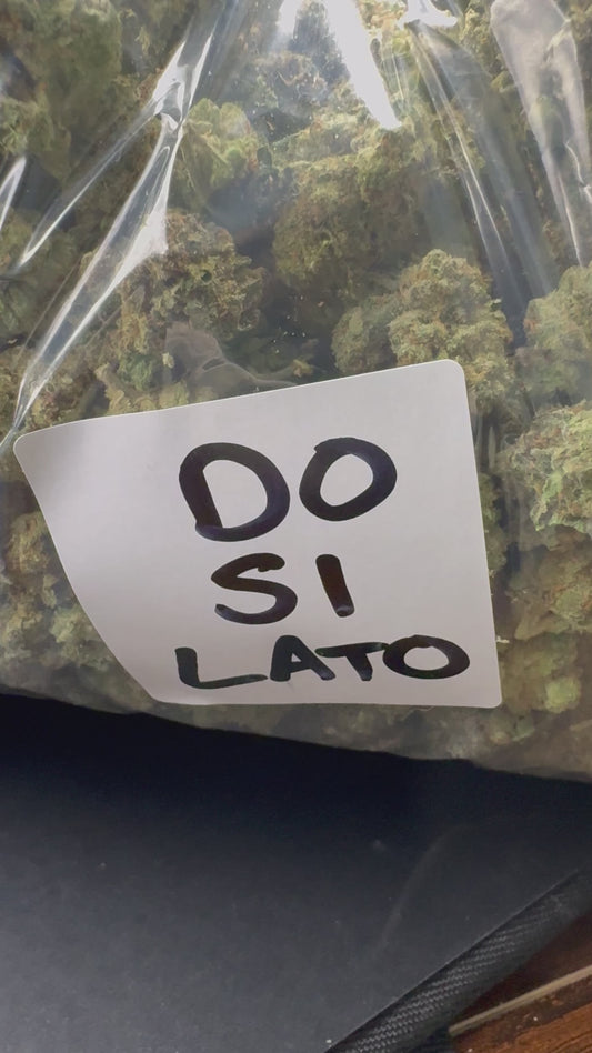 DOSILATO (Premium+)