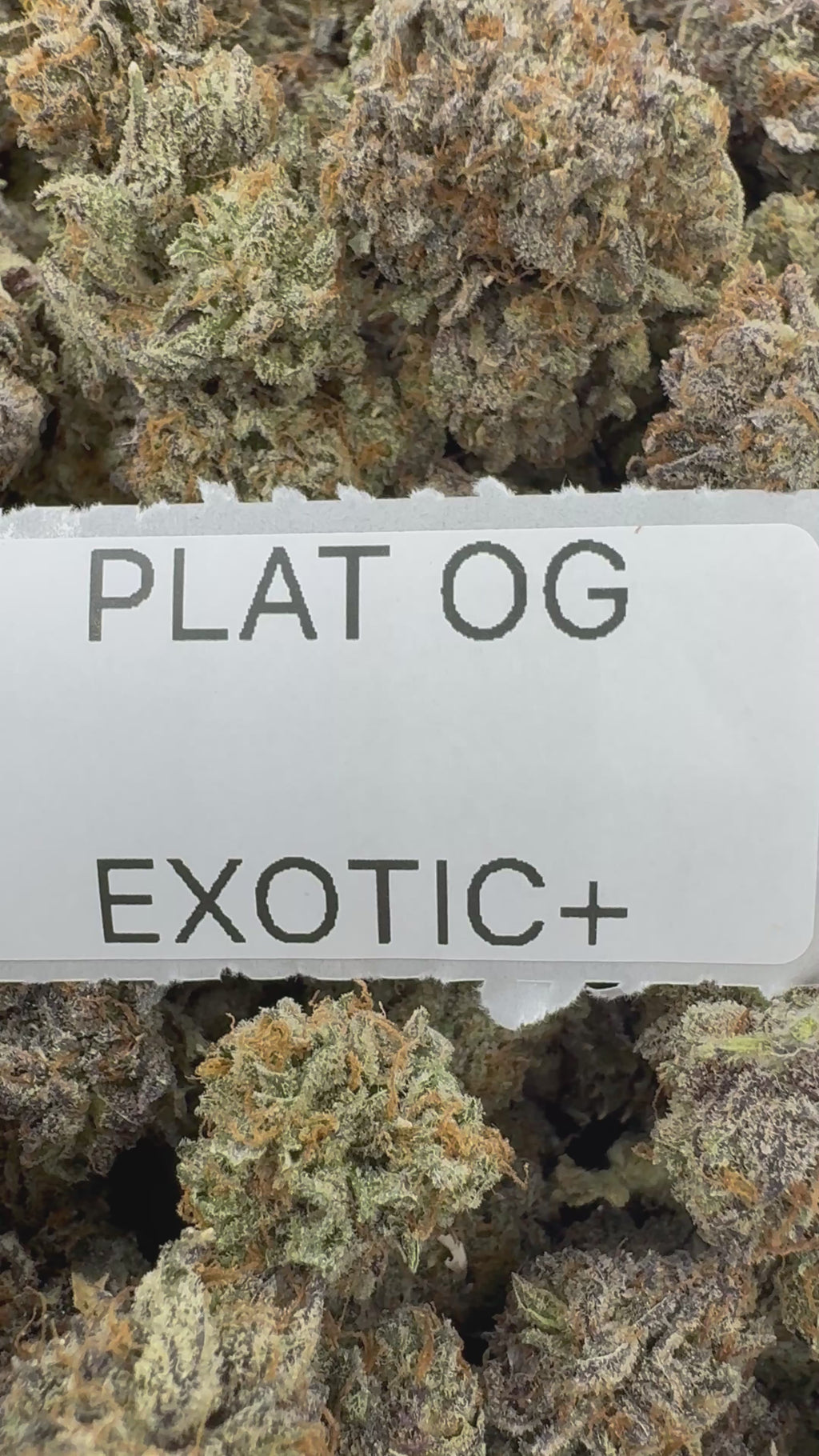 TOP SHELF EXOTICS