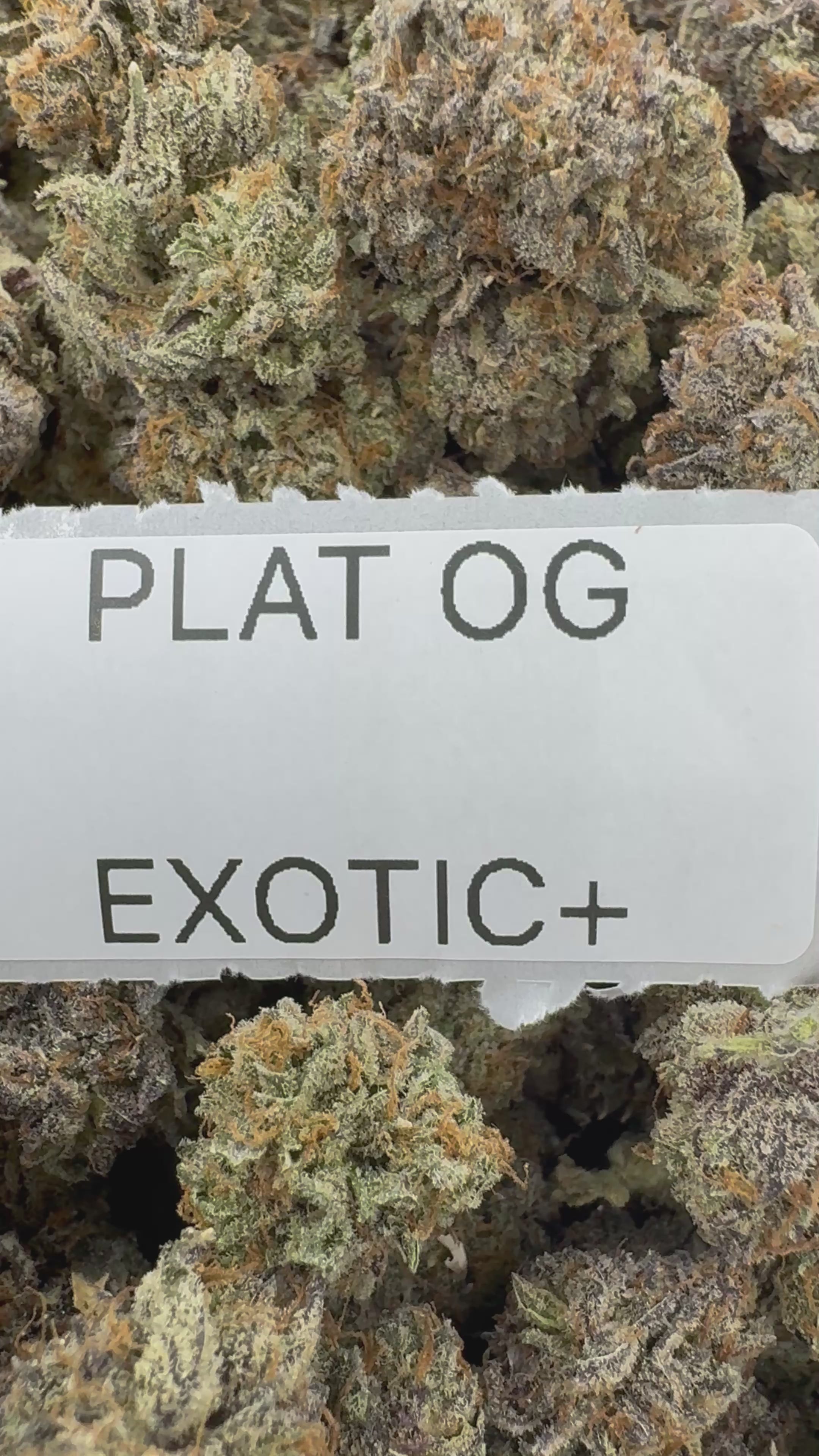 TOP SHELF EXOTICS
