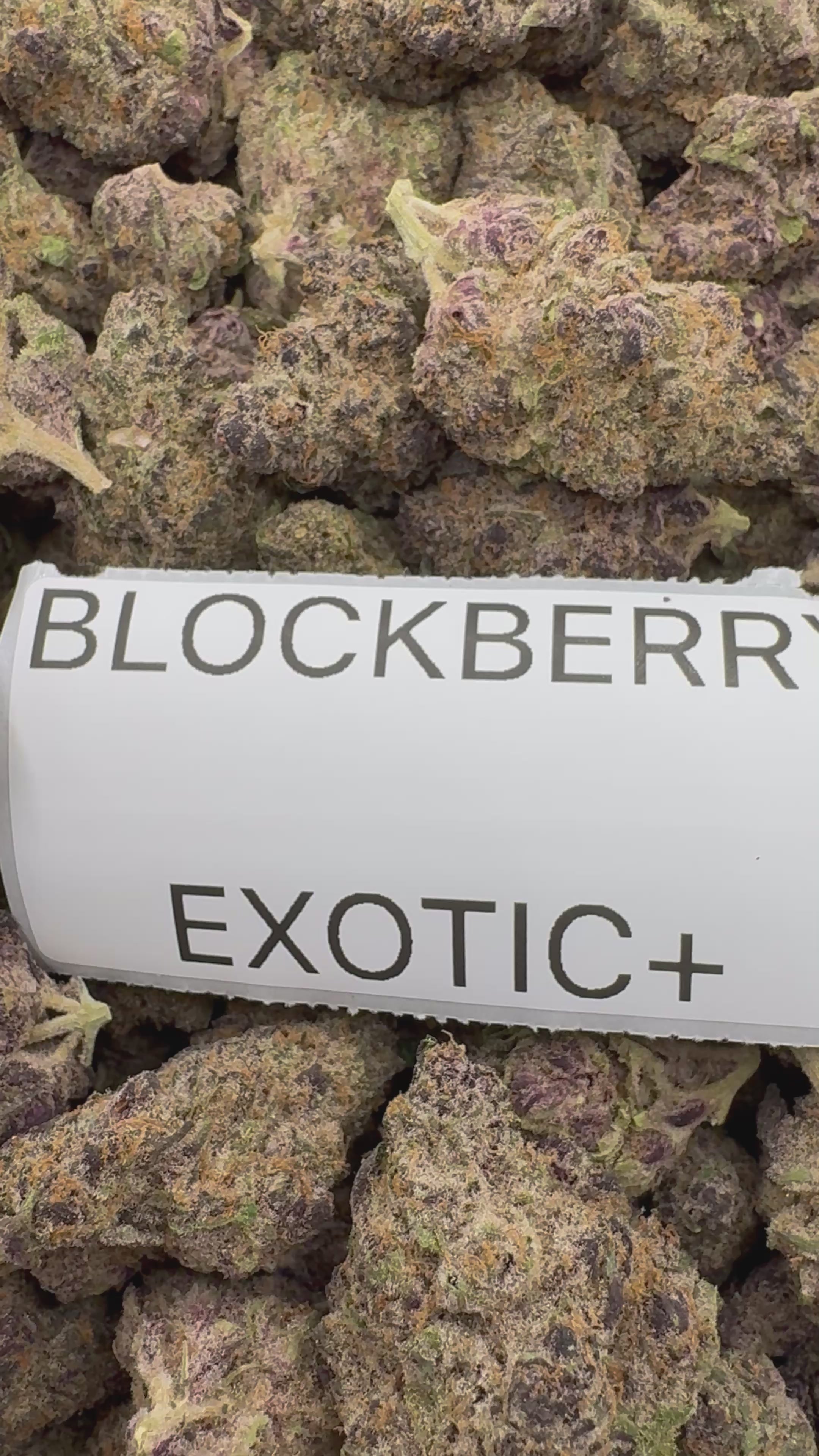 TOP SHELF EXOTICS