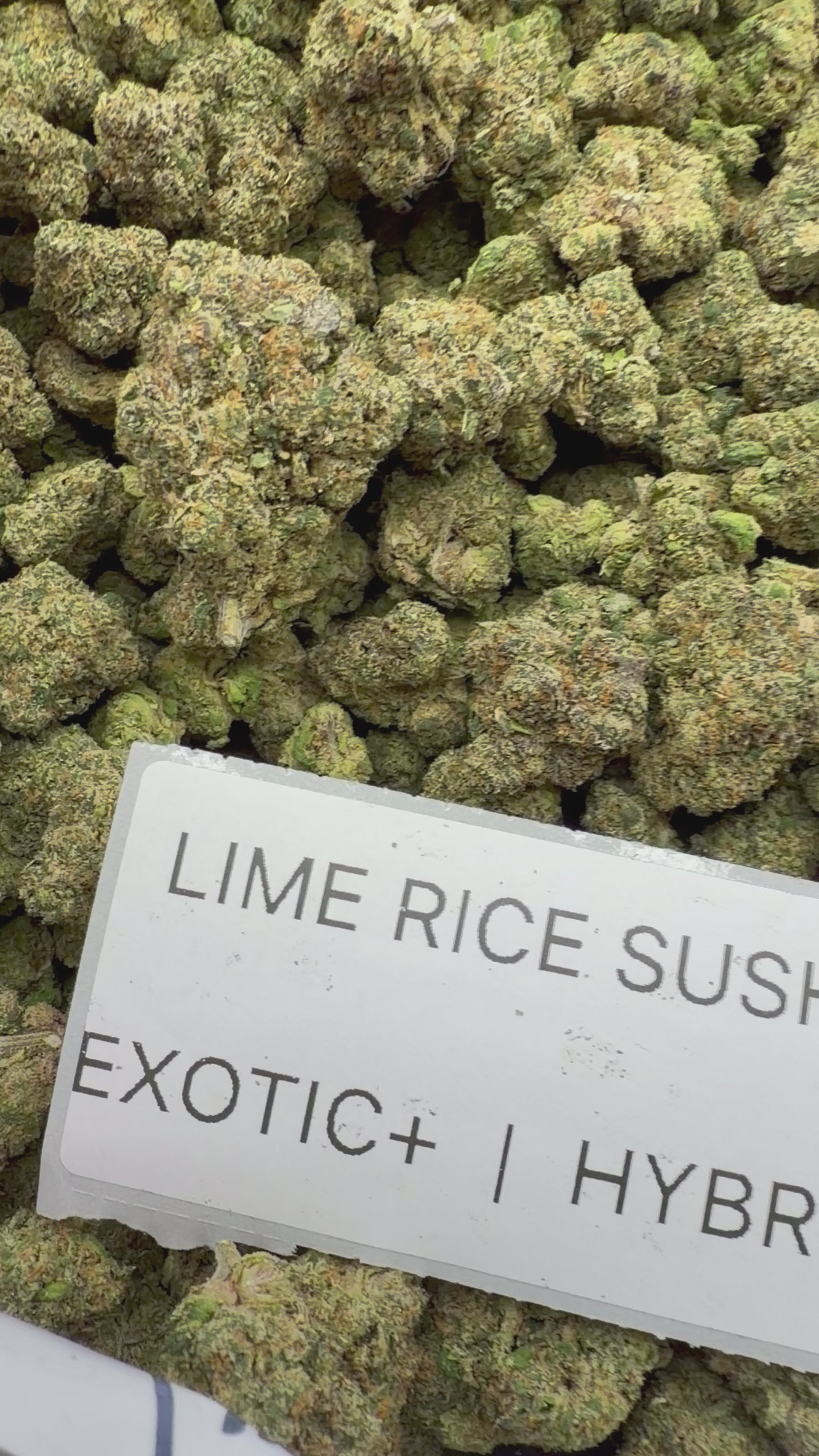 TOP SHELF EXOTICS