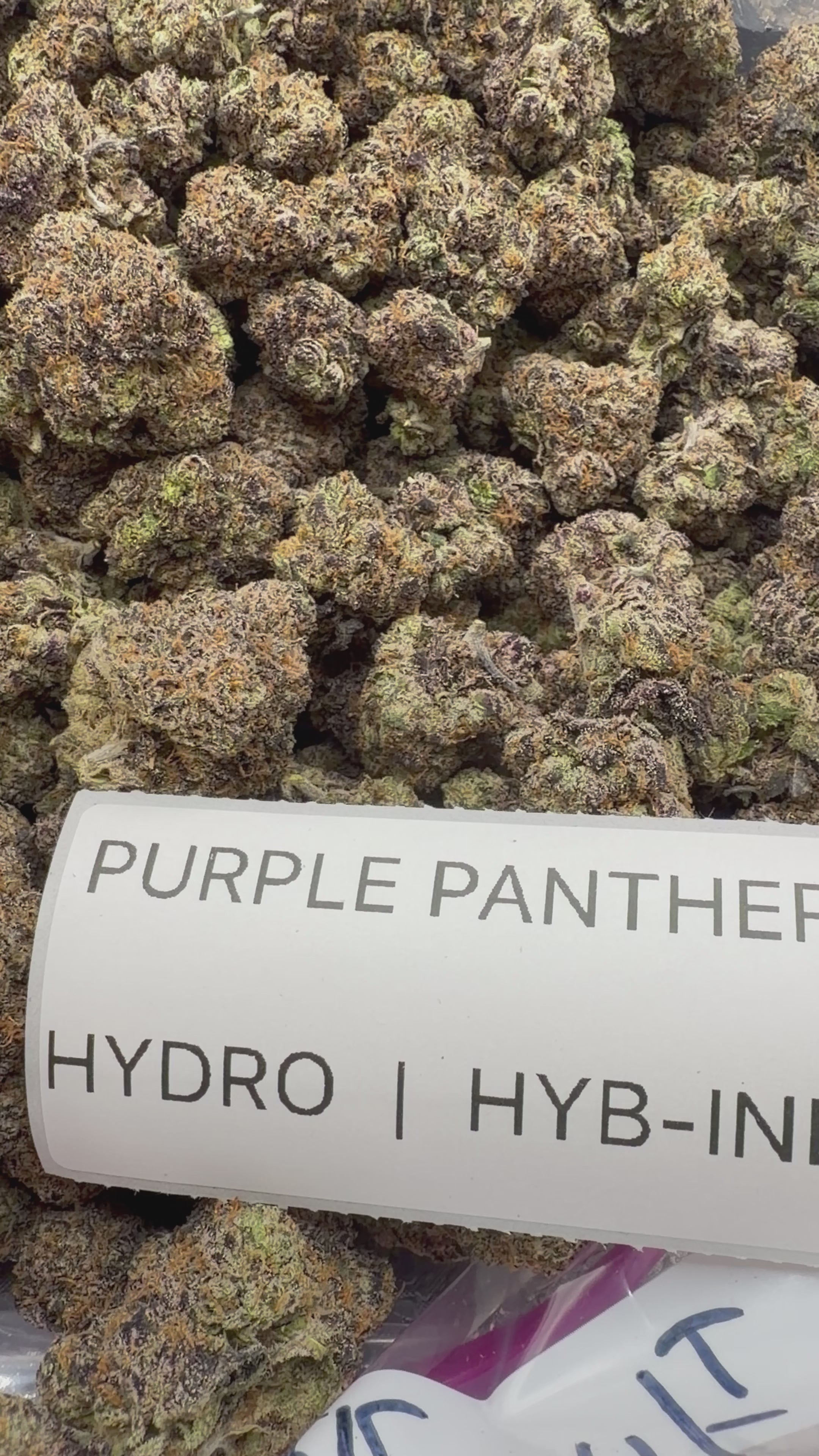 TOP SHELF EXOTICS